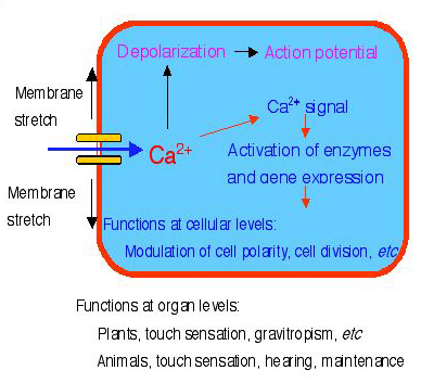 酵母と植物の Ca 2+ 透過性伸展活性化チャネルの分子生物学的研究 