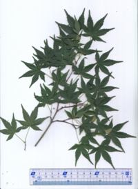 3 イロハモミジ.jpg