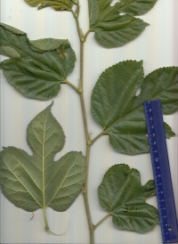 ヤマグワ (2).jpg