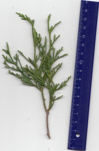 ヒヨクヒバ (2).jpg