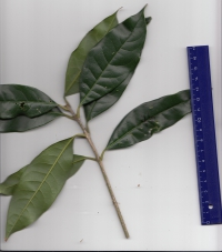 キンモクセイ (2).jpg