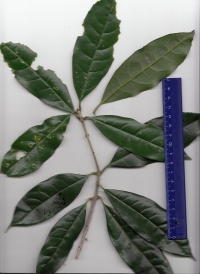 キンモクセイ (3).jpg