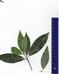 ウラジロガシ (2).jpg