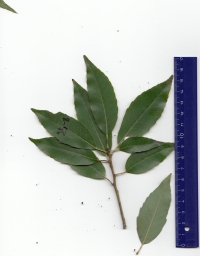 ウラジロガシ (3).jpg