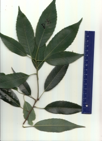 ウラジロガシ (4).jpg