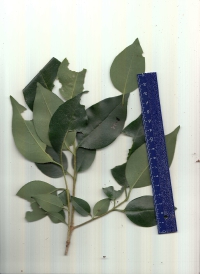 クロガネモチ.pdf