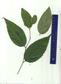 ムクノキ (2).pdf