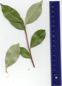 ツバキ (2).jpg