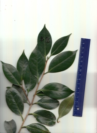 ツバキ (3).jpg