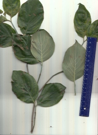 ハナミズキ.pdf