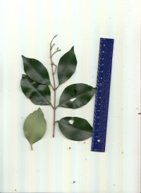 ネズミモチ.pdf