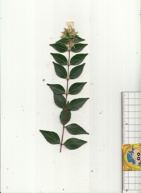 62 アベリア.jpg