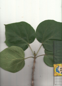 67 キササゲ.jpg