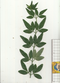 69 オウバイ.jpg