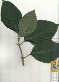 15  アジサイ.jpg