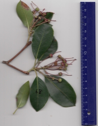 モッコク (2).jpg