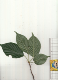 20 ヤマザクラ.jpg