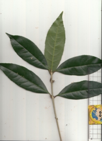 40 キンモクセイ.jpg