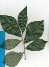 43 コクサギ-2.jpg