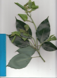 70 クスノキ-1.jpg