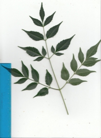 42 センダン-1.jpg