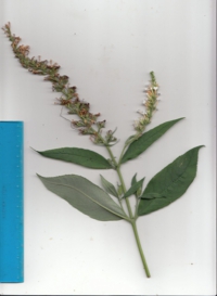 71 フサフジウツギ-1.jpg