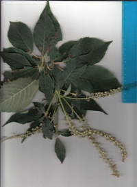 72 リョウブ-2.jpg