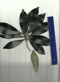 モッコク (2).pdf