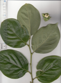 4 カキノキ-2.jpg