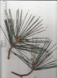 60 クロマツ-1.jpg