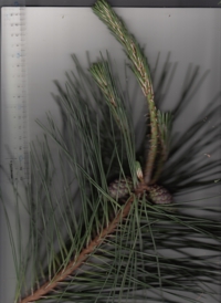 60 クロマツ-2.jpg