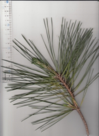 60 クロマツ-3.jpg