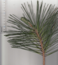 60 クロマツ-4.jpg