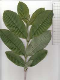 63 ゴマギ-1.jpg