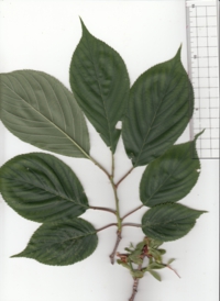 6 ギョイコウ-2.jpg