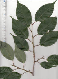 11 オオシマザクラ-1.jpg