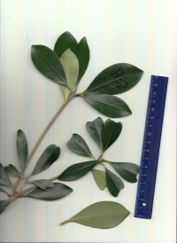 モッコク (3).jpg