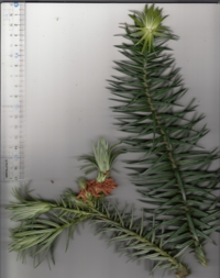 64 コウヨウザン−１.jpg