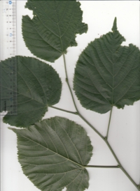 66 ナツボダイジュ-1.jpg