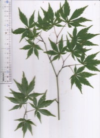 65 イロハカエデ-2.jpg