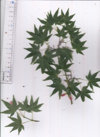 65 イロハカエデ-3.jpg