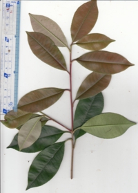 53 カナメモチ.jpg