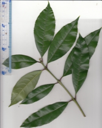 7 キンモクセイ.jpg