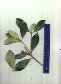 モッコク (3).pdf