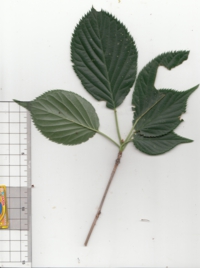 11 サクラ (2).jpg