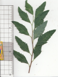 49 コデマリ.jpg