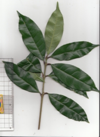 58 トウジュロ.jpg