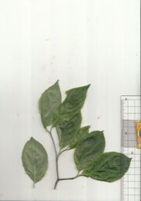 57 ハナミズキ.jpg