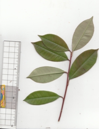 61 トウグミ.jpg