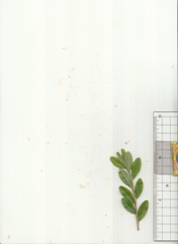 62 シャリンバイ.jpg